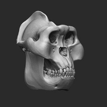 gigantopithecus skull - print ready 3d model rbonnacoelho 3d print model - Mito3D