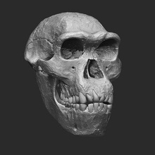 homo erectus dmanisi cranio Stampa pronto 3d modello bonnacoelho 3d print model - Mito3D