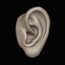 humano oído impresión Listo 3d modelo alexkovalev 3d print model - Mito3D
