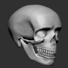 crânio humano prontos para impressão 3d do modelo perfeito referências 3d print model - Mito3D