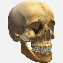 human skull statue - print ready 3d model lisahenniga 3d print model - Mito3D