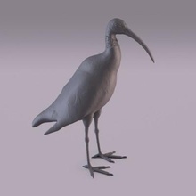 ibis impression prêt 3d modèle 3d print model - Mito3D