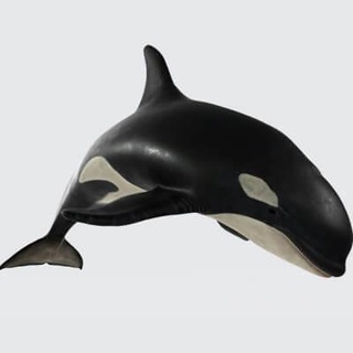 tueur baleine animal 3d impression modèle 39 aube 3d print model - Mito3D