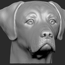 Labrador cabeza impresión Listo 3d modelo Realidad impresa 3d print model - Mito3D