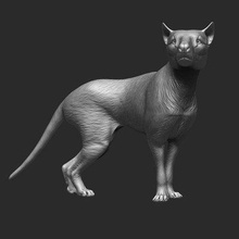 male thylacine - position 1 print ready 3d model rbonnacoelho 3d print model - Mito3D