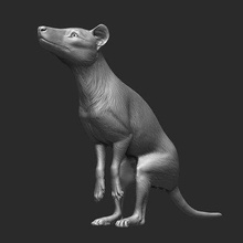 male thylacine - position 2 print ready 3d model rbonnacoelho 3d print model - Mito3D