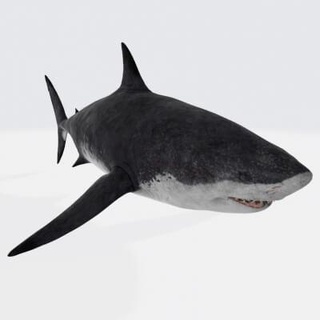 mégalodon requin 3d impression modèle 39 aube 3d print model - Mito3D