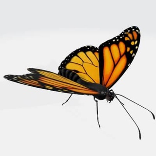 monarque papillon 3d impression modèle 39 aube 3d print model - Mito3D