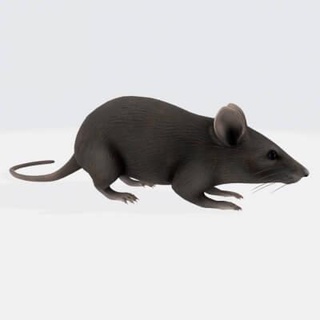 mouse animals - 3d print model dawnhurt 3d print model - Mito3D