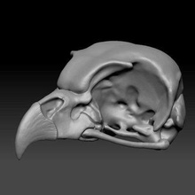 owl skull print ready 3d model modeloriginally modelled zbrush no bump displace hi-poly low-poly modelfile formats - ztl -obj -stl 3d print model - Mito3D