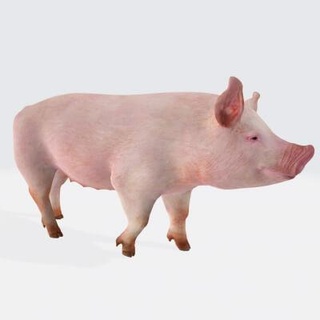 rosado cerdo 3d modelo Listo impresión amanecer herido 3d print model - Mito3D
