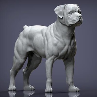 rottweiler boxer cão 3d impressão modelo alexander3dart 3d print model - Mito3D