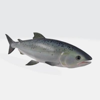 salmón pez animal 3d impresión modelo amanecer herido 3d print model - Mito3D