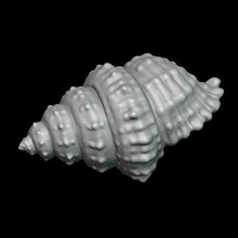 deniz kabuğu Yazdır hazır 3d model alexkovalev 3d print model - Mito3D