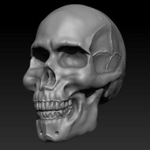 skull anatomy print ready 3d model 3d print model - Mito3D