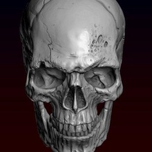 crânio detalhado impressão pronto 3d modelo alexkovalev 3d print model - Mito3D