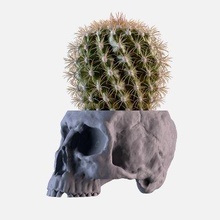 cranio vaso Stampa pronto 3d modello alex studi 3d print model - Mito3D