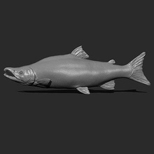 sockeye salmon - print ready 3d model guninnik81 3d print model - Mito3D