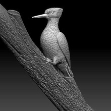 woodpecker - print ready 3d model explorer 3d print model - Mito3D