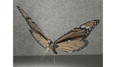 hükümdar kelebek böcek doğa 3d 3dfindit 3d print model - Mito3D
