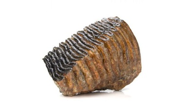 mammoth tooth 3d print model - Mito3D