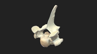 1 thoracic vertebra thorac donkey - 3d model vetanatmunich b993cea 3d print model - Mito3D