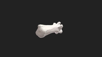 11th caudal vertebra dog caudalis - 3d model vetanatmunich 607847b 3d print model - Mito3D
