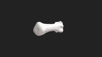 14th caudal vértebra perro caudalis 3d modelo vetanatmunich 230b7cc 3d print model - Mito3D