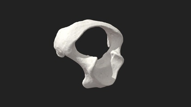 1ª vértebra cervical atlas de frango - modelo 3d vetanatmunich 9916a8d c1 8x9x5mm digitalizados artec micro estruturado scanner luz 3d print model - Mito3D