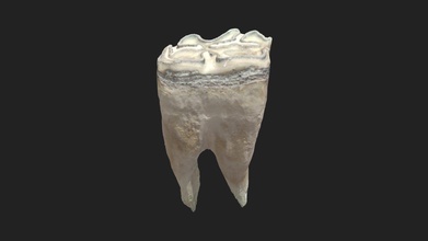 2 ° guancia dente 3 premolare cavallo - modello 3d vetanatmunich 11d8c18 in basso a sinistra della mascella 68x30x16mm acquisita artec micro scanner luce strutturata 3d print model - Mito3D