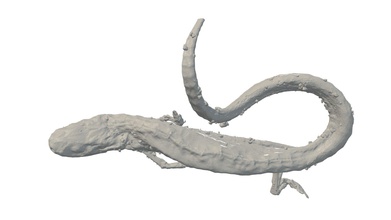 3 zampe salamander - scarica gratis 3d modello havenmetrology havenkeith 4eb5b5b tc ad alta risoluzione di scansione a tre salamandra oasi metrologia comprende geometria interna vedi più visita http wwwhavenmetrologycom virtualzoo 3d print model - Mito3D