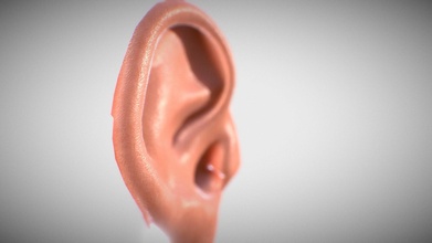 3d oído descargar gratis modelo gen pa estudios 0fba0d3 3d print model - Mito3D