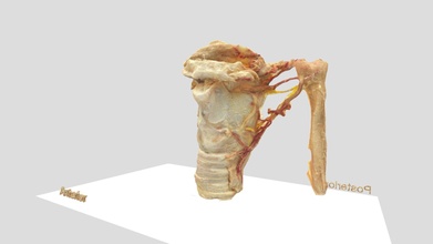 3d scanné Humain larynx modèle anuchanatomie bc50bf1 3d print model - Mito3D