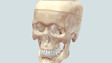 3d scanned human skull - model brandon holt brandonholt 53f7bb8 3d print model - Mito3D