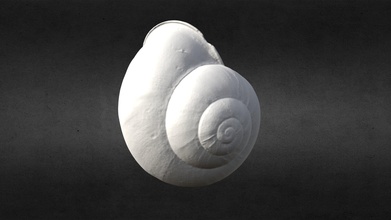 3d scanned mini spiral seashell printable - buy royalty free model ideabeans 3d-scan 3dprintable shell 3dscans 3dscanning 3dscanned watertight 3d print model - Mito3D