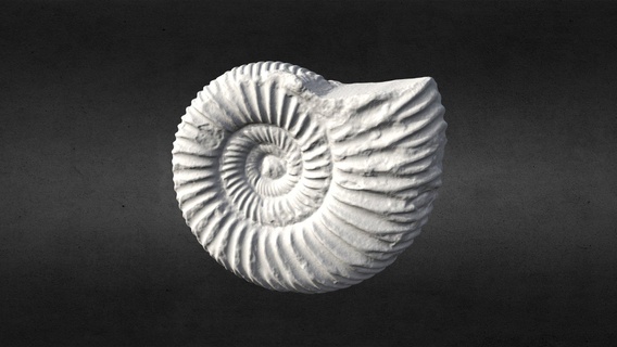 3d scansionato nautilus fossile stampabile acquistare royalty gratuito modello ideabeans 3dprintable conchiglia 3dscanning spirale fossili scanned shell 3dsmax 3d print model - Mito3D