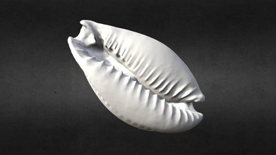 3d scanned oval seashell printable - buy royalty free model ideabeans 3d-scan 3dprintable 3dscans 3dscanning 3dscanned spiral seashells 3d print model - Mito3D