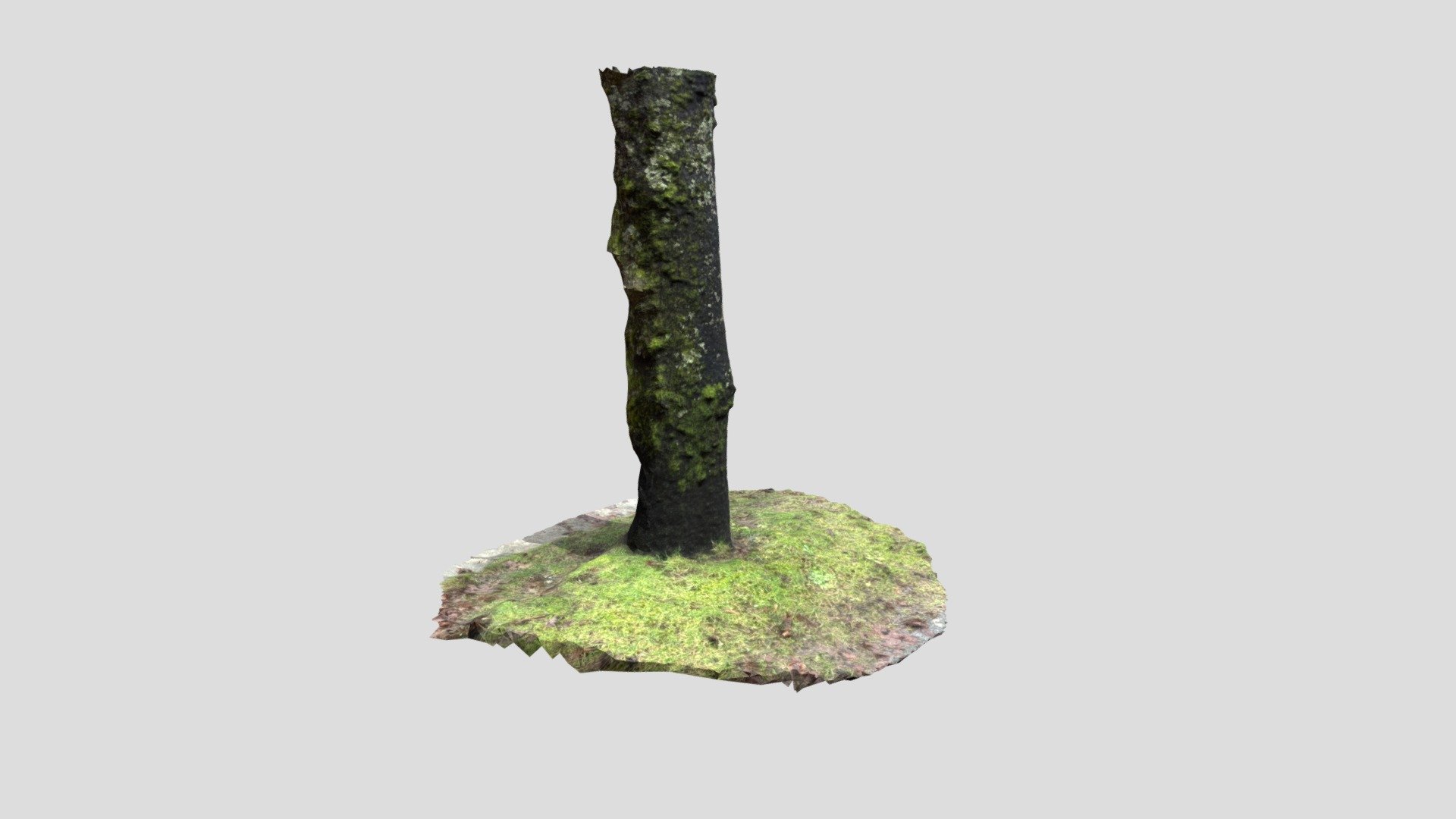 3d tree fotoscan Scarica gratuito modello jrido 1eaac3f 3D print model - Mito3D