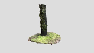 3d tree- photoscan - download free model jrido 1eaac3f 3d print model - Mito3D