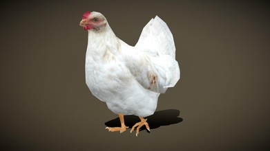 3drt national animaux poulets acheter royalties libre 3d modèle 3drtcom 597c382 3d print model - Mito3D