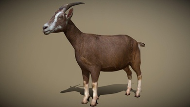 3drt - domestic animals goat buy royalty free 3d model 3drtcom 73f58ee 3d print model - Mito3D