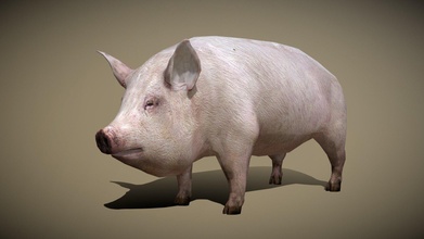 3drt national animaux porc acheter royalties libre 3d modèle 3drtcom 2814365 3d print model - Mito3D