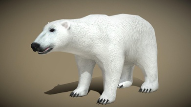 3drt - wild animals polar bear buy royalty free 3d model 3drtcom 9c76f4c 3d print model - Mito3D