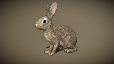 3drt selvaggio animali coniglio acquistare royalty gratuito 3d modello 3drtcom 7288722 3d print model - Mito3D