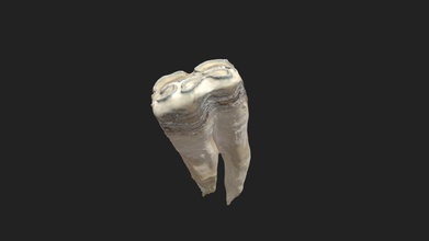 4º bochecha dente pré molar cavalo mandíbula 3d modelo vetanatmunich 680be51 3d print model - Mito3D