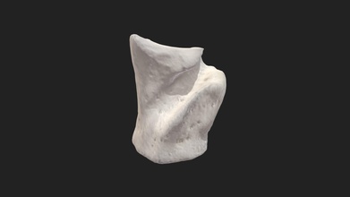4º tarso osso tarsale quartum gato download grátis modelo 3d vetanatmunich e7ecdbf 3d print model - Mito3D