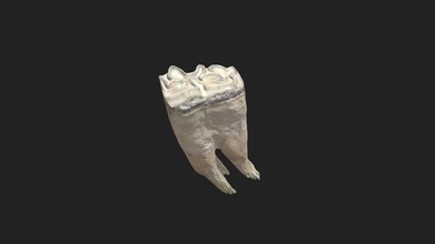 5th cheek tooth 1st molar horse jaw - download free 3d model vetanatmunich f430ce7 3d print model - Mito3D