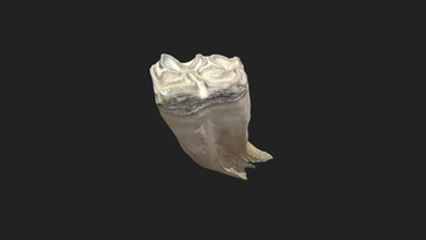 6th cheek tooth 2nd molar horse jaw - download free 3d model vetanatmunich 0de0163 3d print model - Mito3D