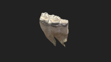 Séptimo mejilla diente Tercero molar caballo mandíbula descargar gratis 3d modelo vetanatmunich 4ec84bf 3d print model - Mito3D