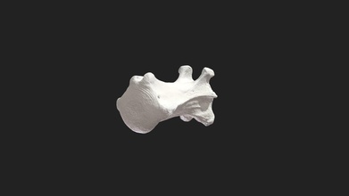 8th caudal vertebra dog caudalis - 3d model vetanatmunich a37d814 3d print model - Mito3D